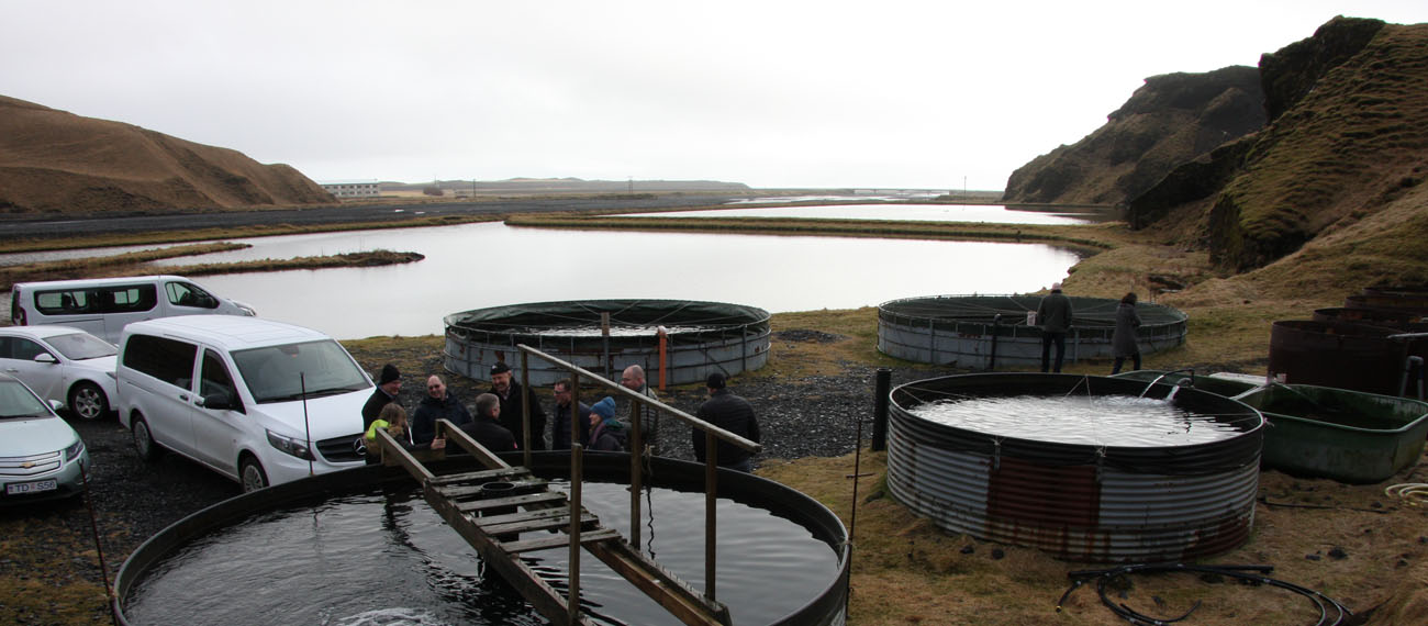 InnoAquaTech study visit to Iceland – the island of volcano, rain, fish and microalgae
