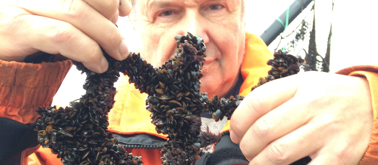 Eider duck predation affected mussel growth at Musholm Bay