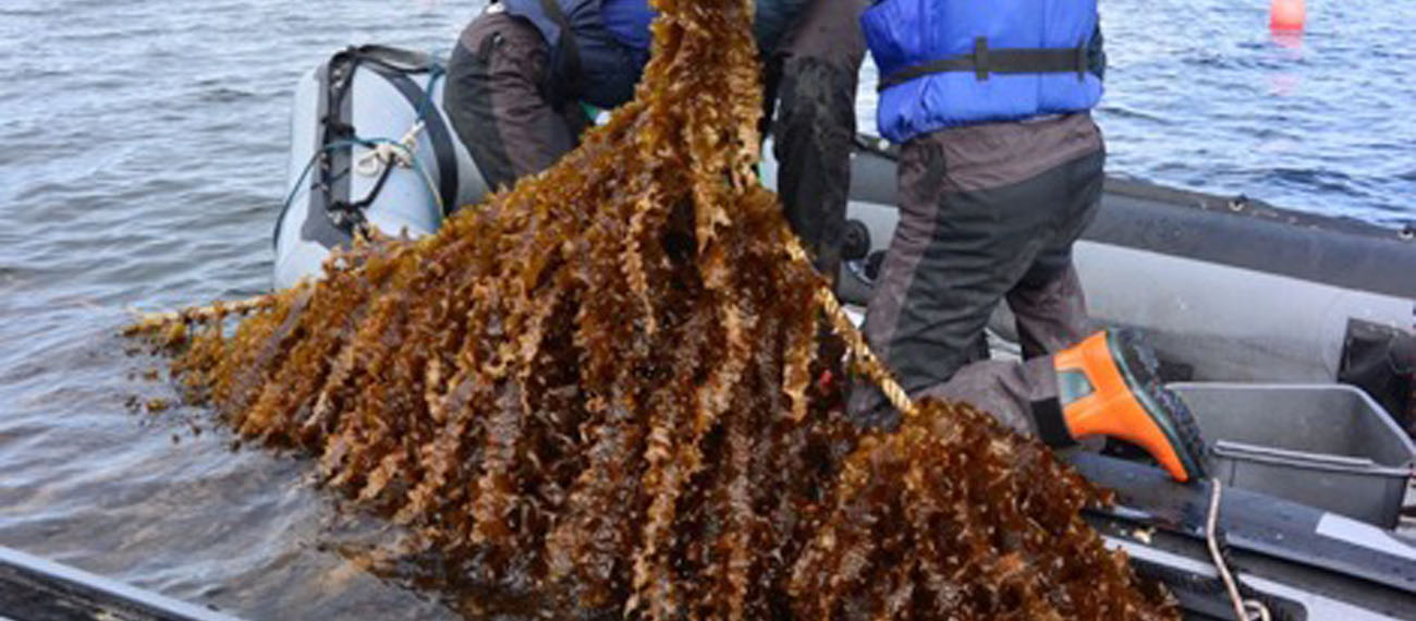 cultivation microalgae