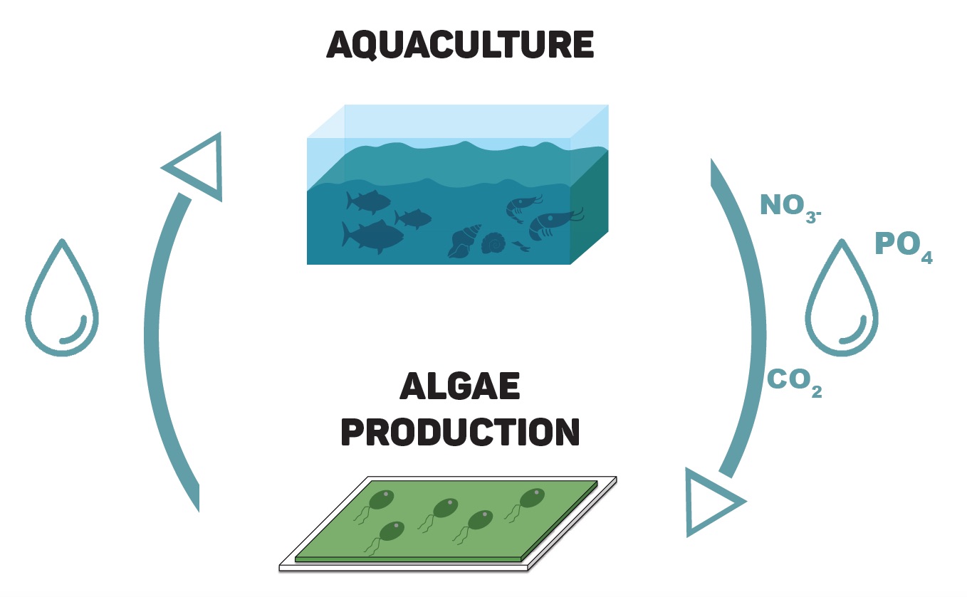 Phytolinc Pic in the text