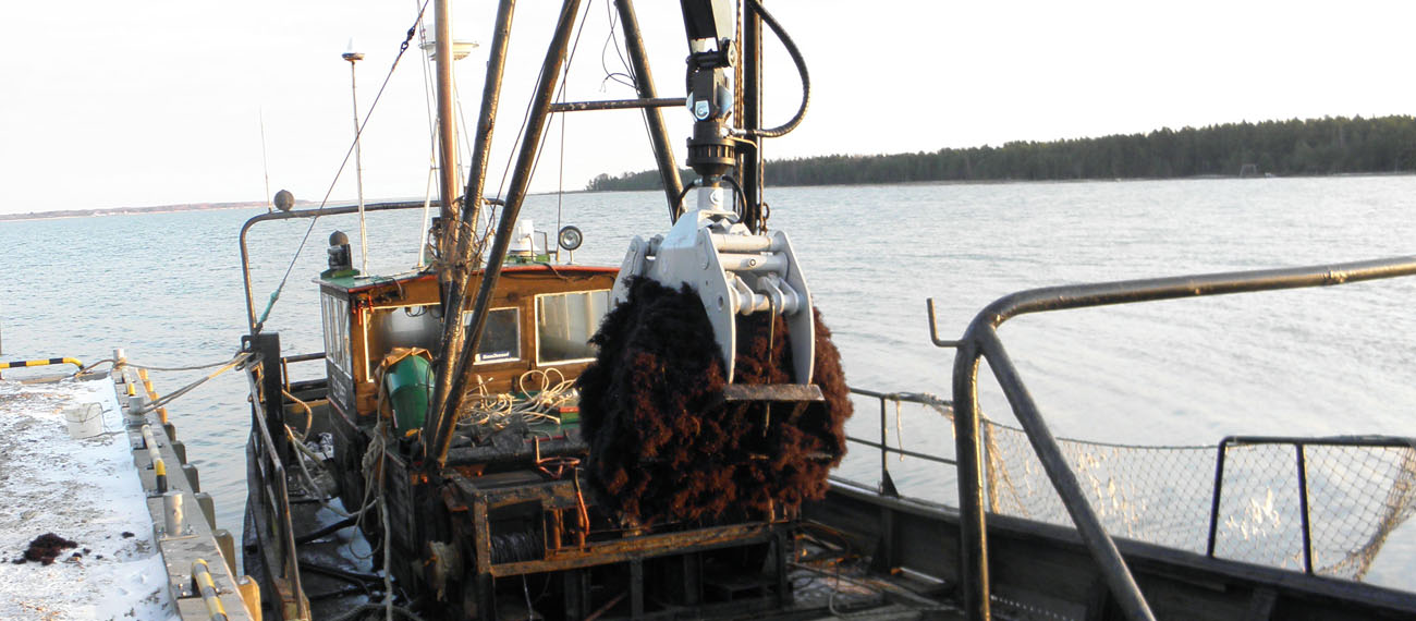 Vetik: hidden treasures of a red seaweed