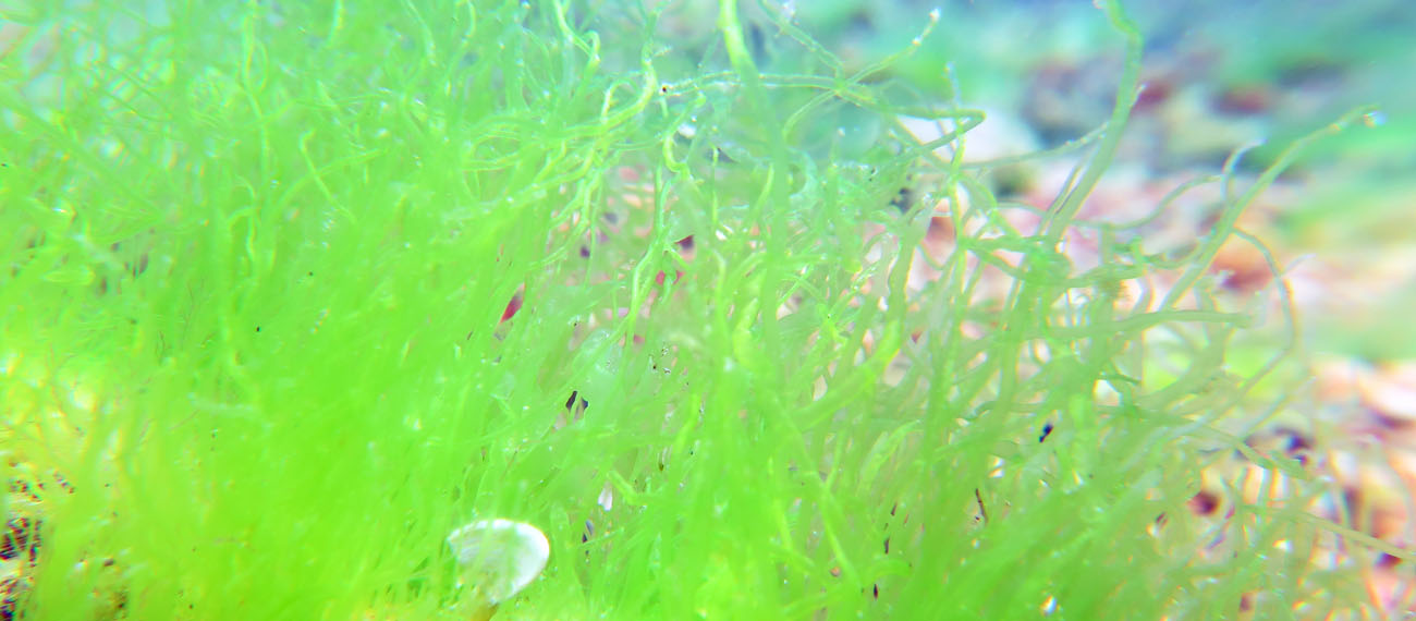 Phytolinc: a photobioreactor linked to land-based recirculating aquaculture system