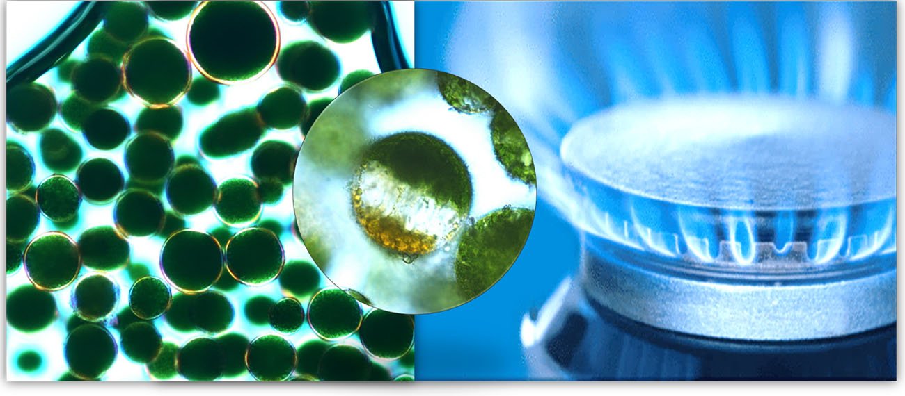 Uni Gdansk biomass “case”: from biomass to biogas