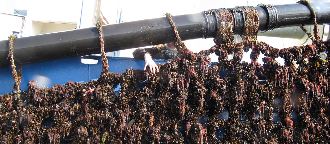 Musholm Bay, Denmark