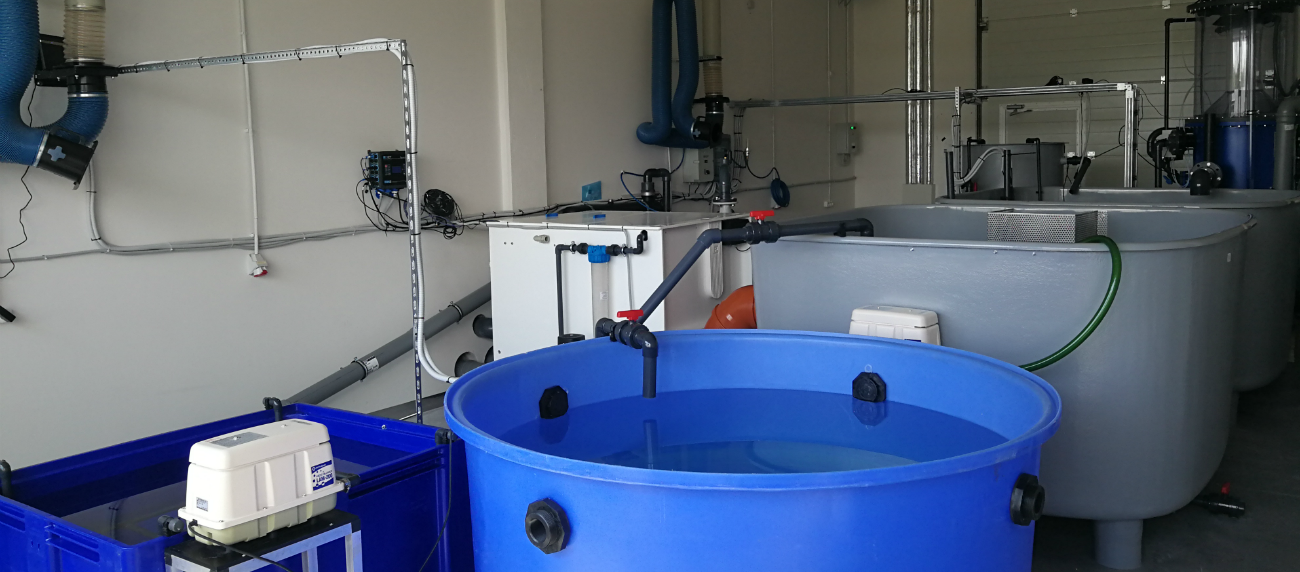 Experimental shrimp cultivation in Klaipeda