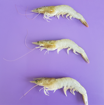Shrimptrial1