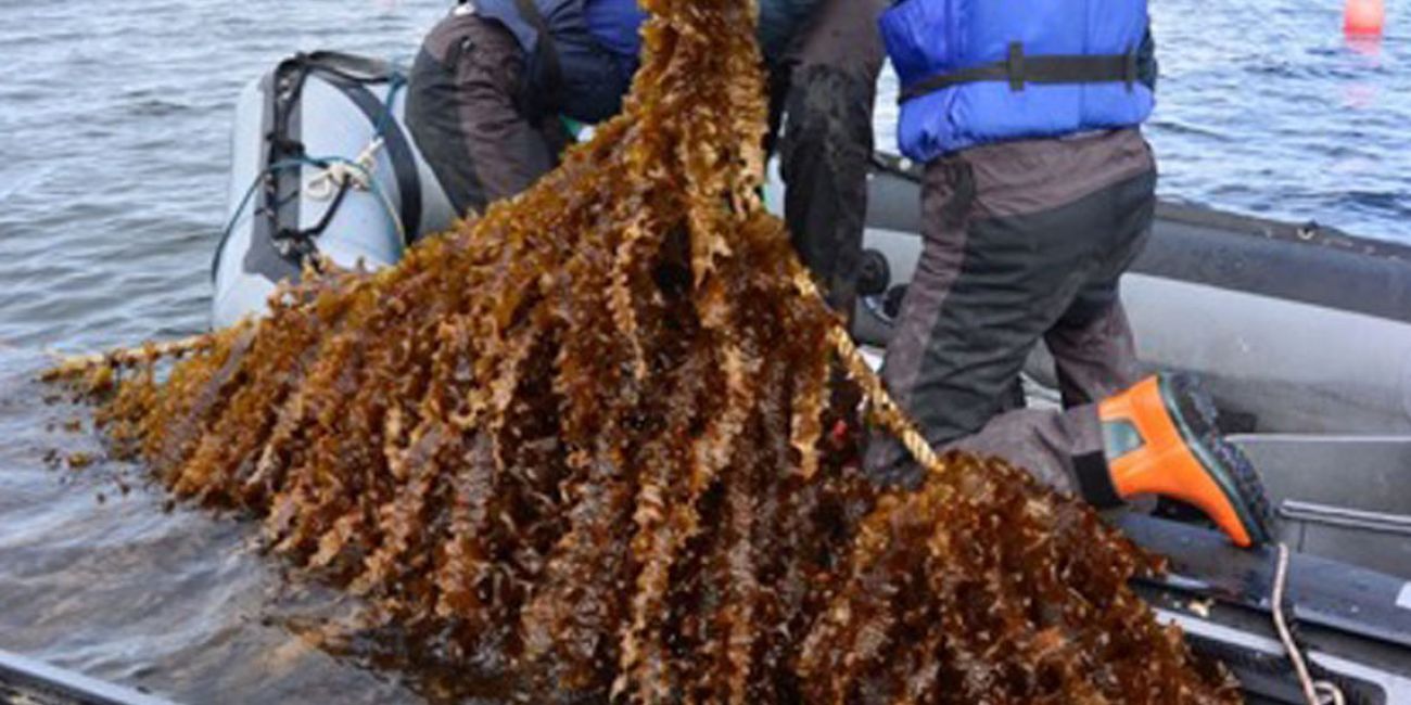 KosterAlg: farming macroalgae in the clean waters of the Swedish west coast