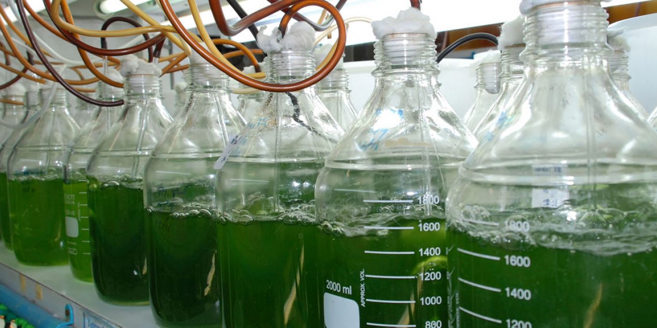 Maresome: Innovative products with antibacterial and wound healing effects on a base of marine organisms