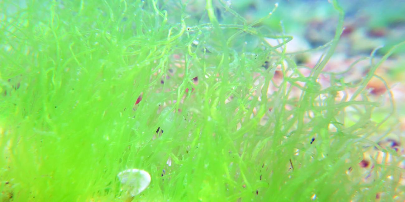 Phytolinc: a photobioreactor linked to land-based recirculating aquaculture system