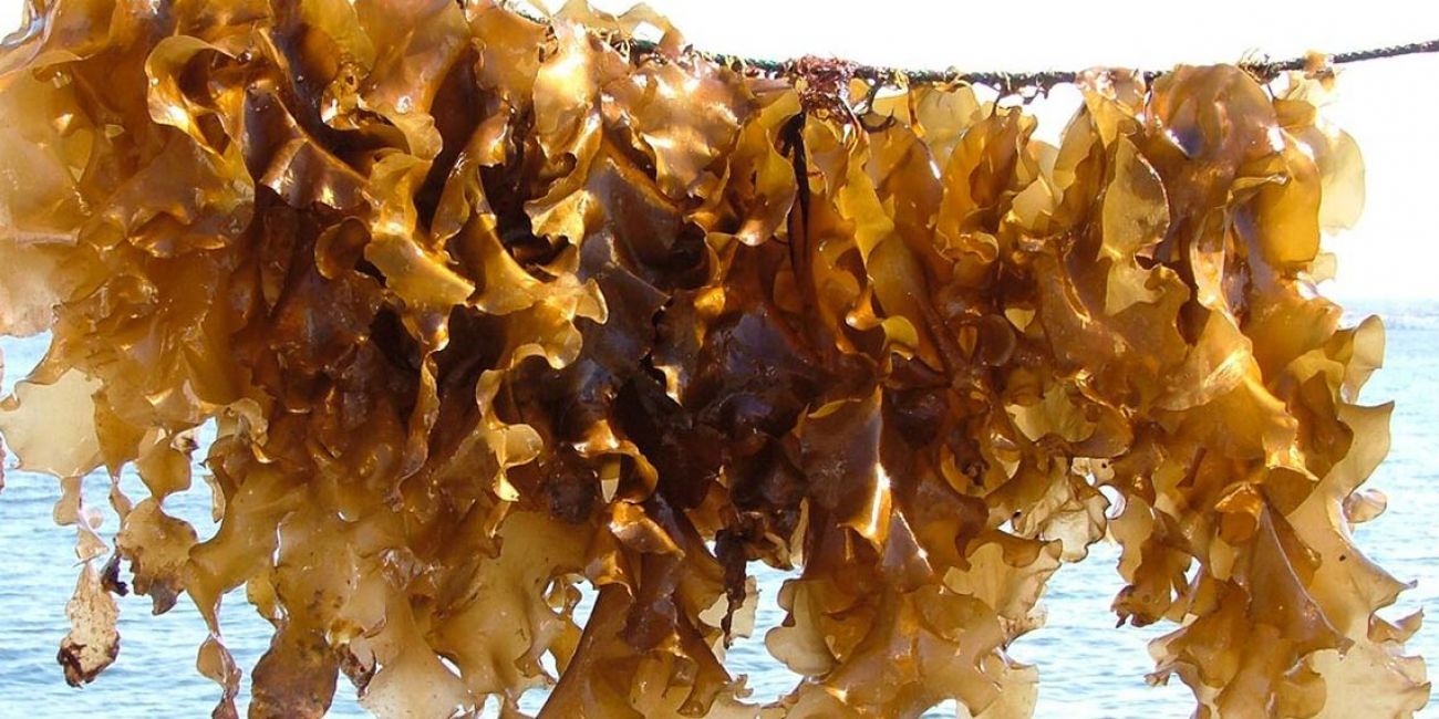Baltic macroalgae in global cosmetics