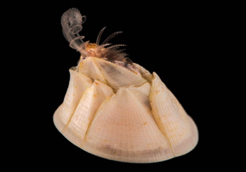 Crustacea